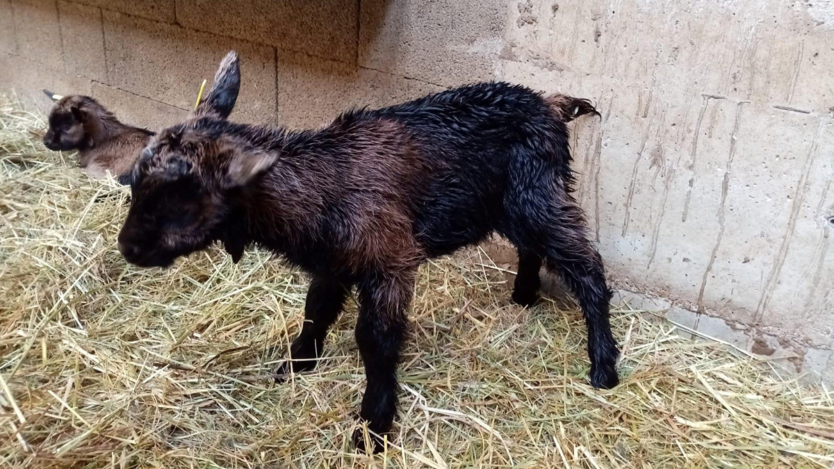 Petit chevreau tout pataud