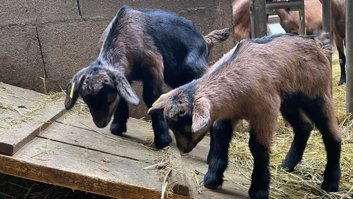 A peine nés et déjà si vifs ces chevreaux