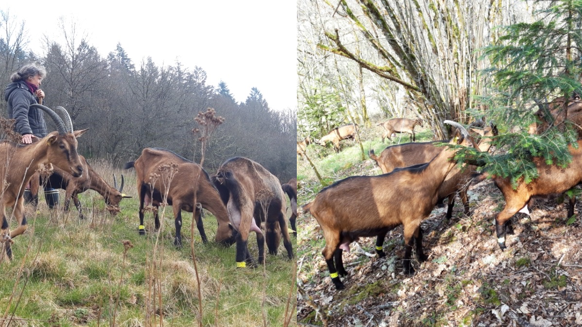 Toute l'année, les chèvres sortent dans le pré et le bois avoisinants.